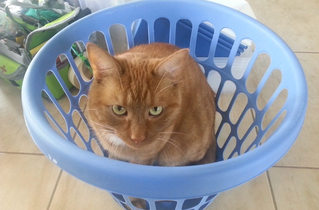 cat in basket cluttered space