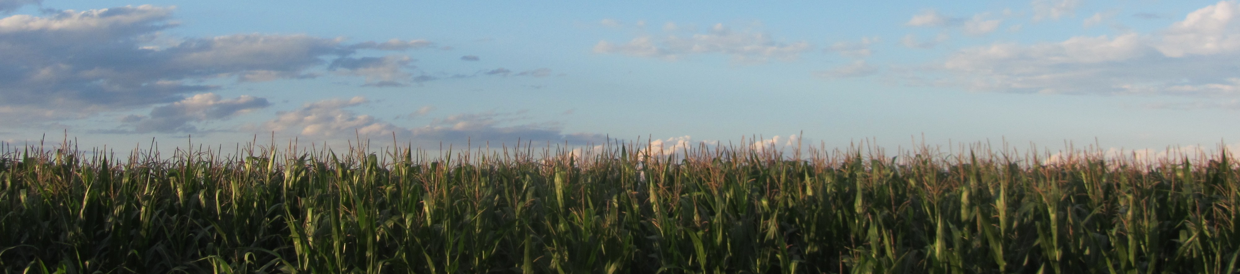 Corn Stalks