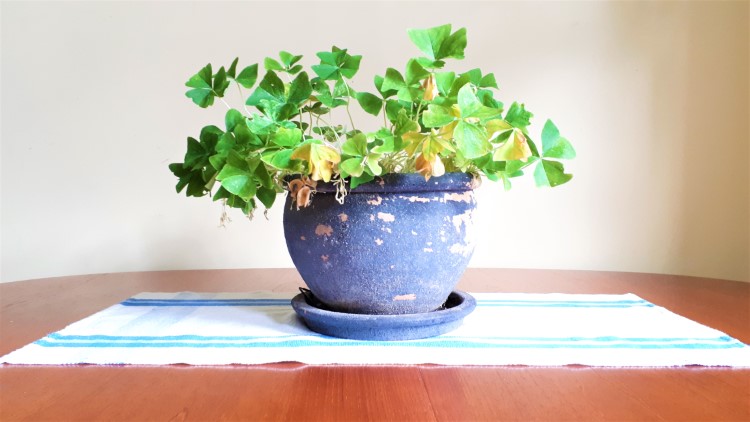 green clover plant on table